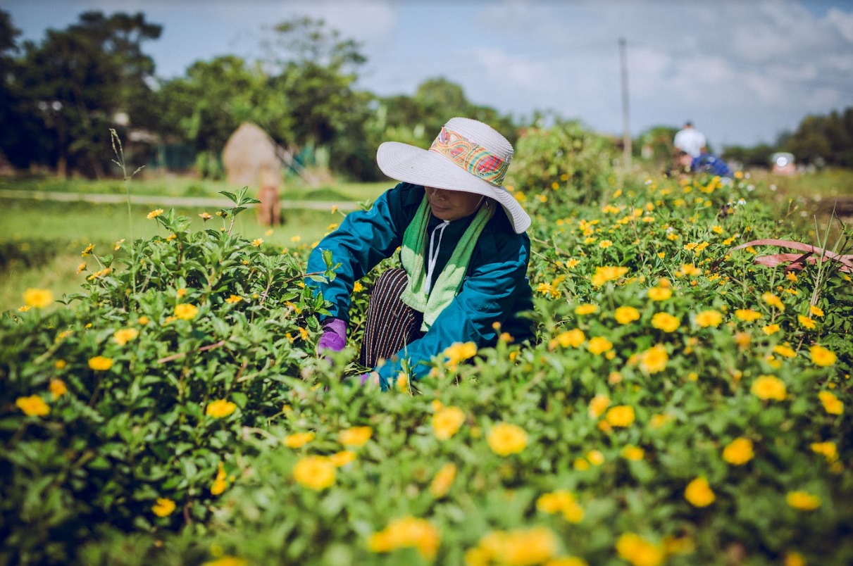 3.6. Chuẩn bị dụng cụ thu hái