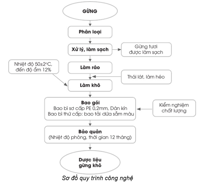 Sơ chế, chế biến dược liệu